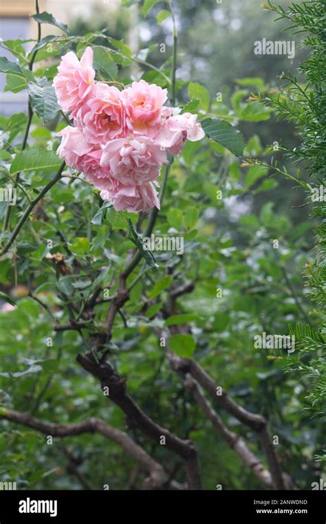 Champneys Pink Cluster Climbing Rose Stock Photo Alamy