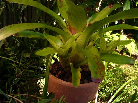 Frog Garden Bromeliad Pups