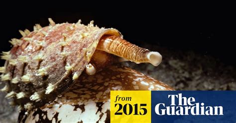 Deadly Sea Snail Uses Weaponised Insulin To Make Its Prey Sluggish