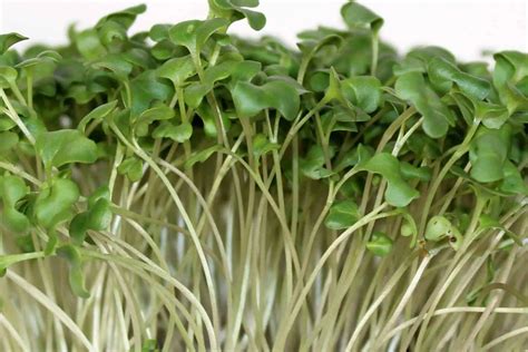 5 Of The Best Microgreens For Beginners The Green Experiment Company