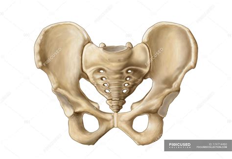 Medical Illustration Of Human Pelvic Bone Anatomy Symphysis Three