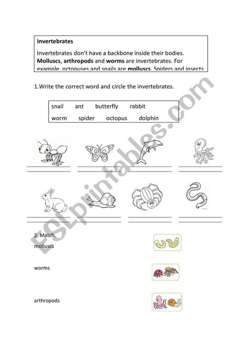 Invertebrates Esl Worksheet By Amarillaud