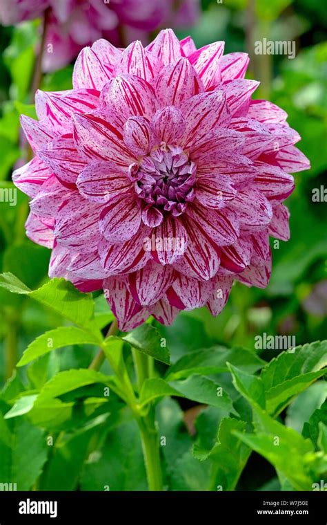 Giant Flowering Decorative Dahlia Dahlia Variety Alpen Pauline