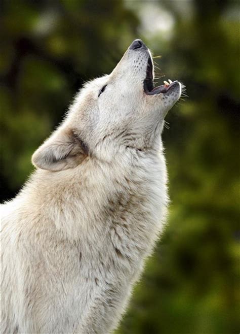 Wolves And Wild Lands In The 21st Century