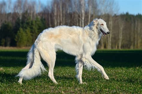 Breed Spotlight: Borzoi | Best Dog DNA Test For Breed, Health, and Traits | What's Your Mutt
