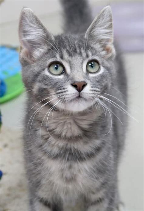 Kitten Tabby Grey Light Grey Cat Names Kitten Tabby Grey Light Grey Cat