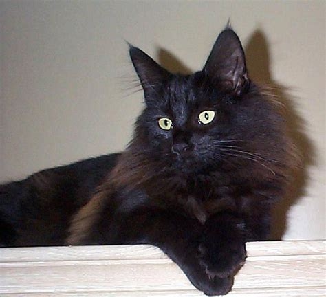 Long Haired Cat Breeds Norwegian Forest Cat Forest Cat Black