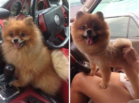 Dogs Before And After Haircuts Are The Cutest Things You Hair Of The