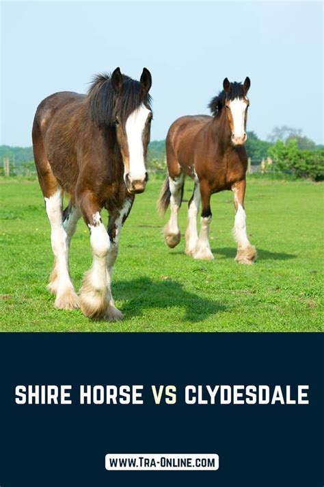 Shire Horse Vs Clydesdale Clydesdale Horses Shire Horse