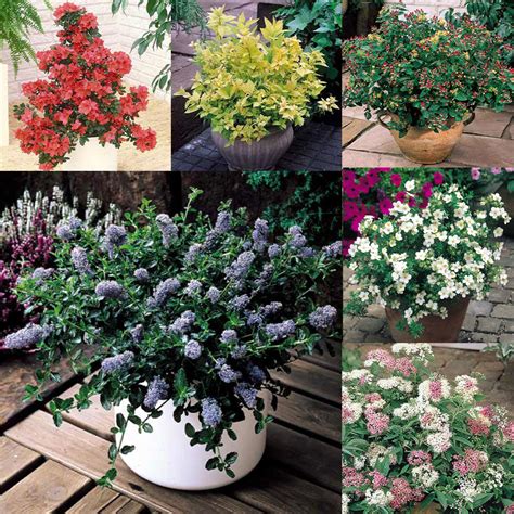 Dwarf Flowering Shrub Collection Express Garden Shop