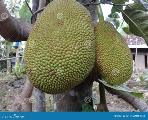 Big Jackfruit Stock Image Image Of Shrub Fruit Branch 222183421