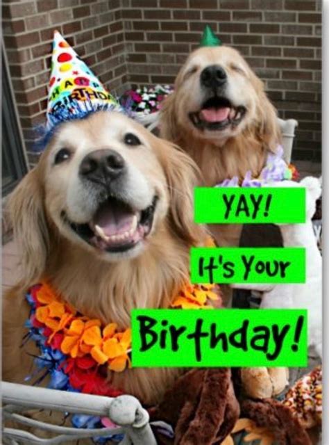 Golden Retriever Birthday Meme Tranquillo Conti