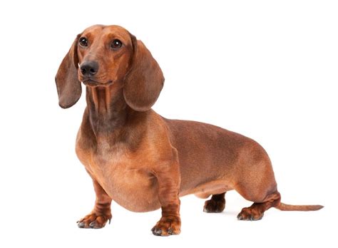 We are located in clermont, ga. 5 Things to Know About Dachshunds - Petful