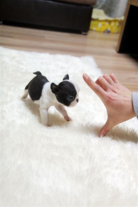 Find 601 french bulldogs puppies & dogs for sale uk at the uk's largest independent free classifieds site. TEACUP PUPPY: ★Teacup puppy for sale★ French bulldog Bianco.