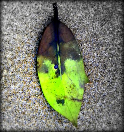 Ocean Leaf Photograph By Neo Bluestar