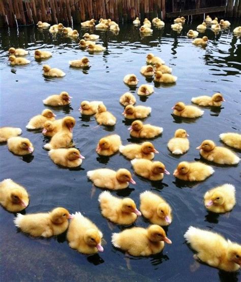 Build the most amazing duck house with automatic duck feeder for baby wild ducks. Ducklings! | Baby ducks