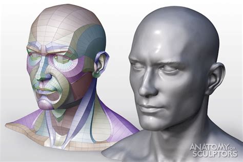 Form Of The Head And Neck Anatomy For Sculptors Kickstarter