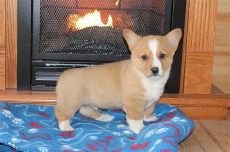 Browse thru our id verified puppy for sale listings to find your perfect puppy in your area. Corgi Rescue Ky | PETSIDI