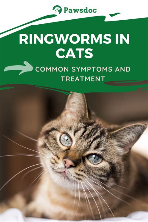 Ringworm In Cats I Cat Ringworm Symptoms And Treatment Ringworm In