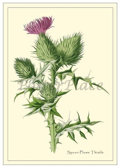 Spear Plume Thistle Art Card Antique Botanical Print Reproduction