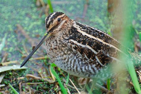 Snipe bird in a field. NW Bird Blog: Wilson's Snipe