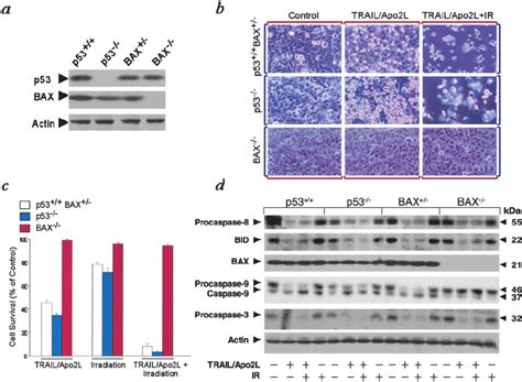 trail apo2l mediated apoptosis of hct116 cells is p53 independent but download scientific