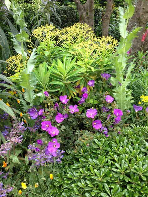 Check spelling or type a new query. The Alogyne Santa Cruz flower from the Radiant Garden ...