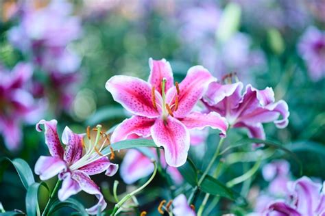 Premium Photo Pink Lily Flower Blooming In The Garden