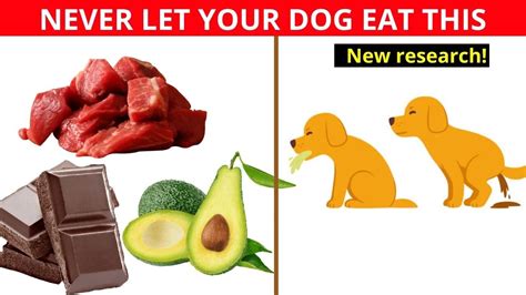 12 Dangerous Foods Your Dog Should Never Eat