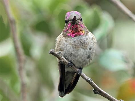 Annas Hummingbird Celebrate Urban Birds