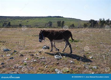 Brown And Grey Donkey In The Countryside The Donkey Is In Danger Of