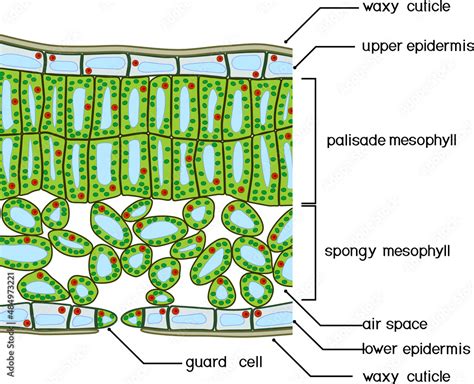 Sectional Diagram Of Plant Leaf Structure Cross Section Through A Leaf