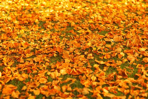 Autumn Leaves On The Ground Free Stock Photo Public Domain Pictures