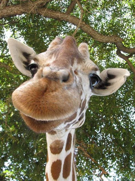 25 Photos Of Smiles That Will Make You Smile Cute Animals Giraffe