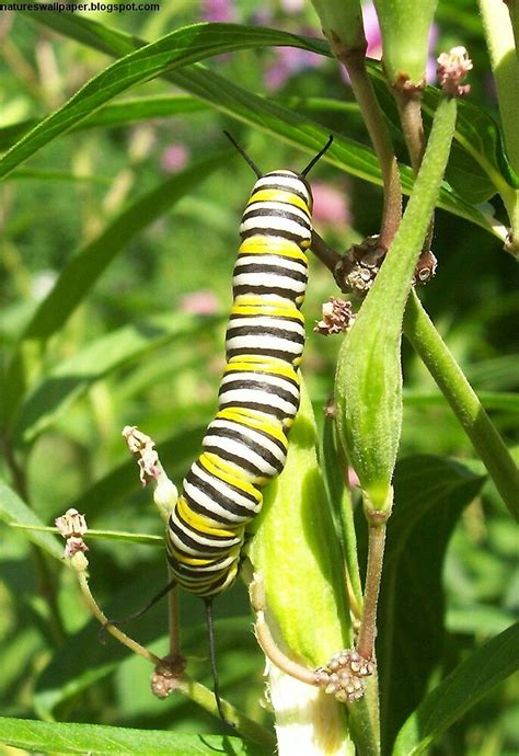 The Black Yellow And White Caterpillar By 1greenthumb Redbubble