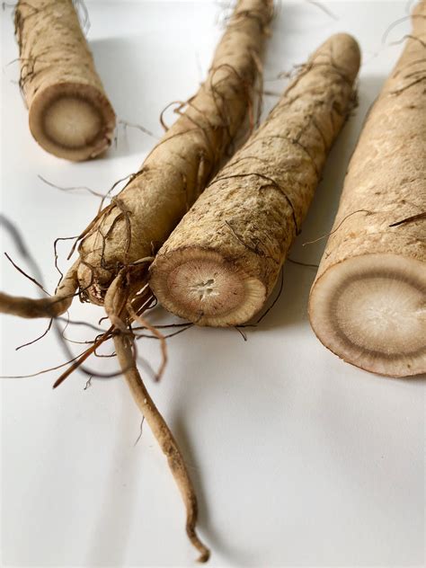 Burdock Root What Is It And How To Eat It Funkyfoods