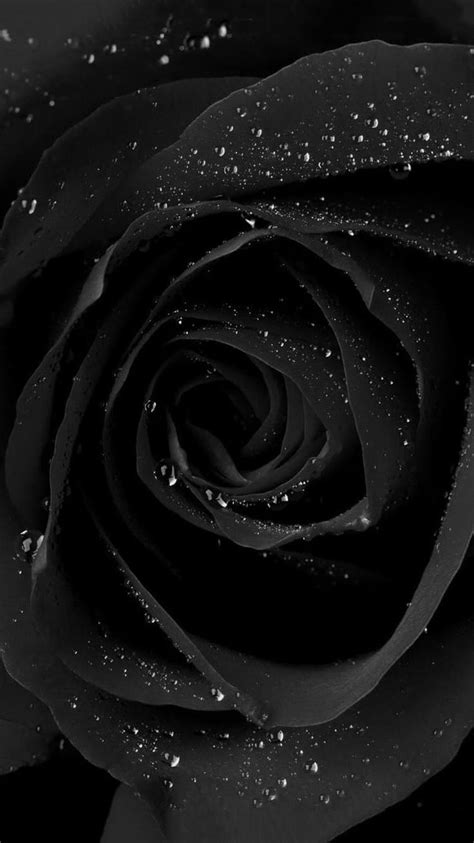 Black Rose Wallpaper Discover More Aesthetic Beautiful Black Black