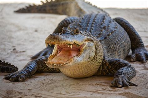 Everglades Nationalpark Tipps Für Die Sümpfe In Florida