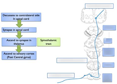 Anterolateral System Diagram Quizlet