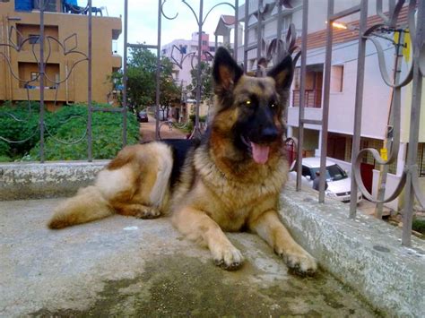Hi i have 7 quality german shepherd puppies for sale. German Shepherd Puppies for Sale(arunpillai 1)(11337 ...