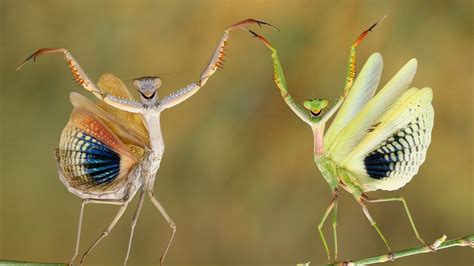 The Best Pictures From National Geographics Photo Contest 2014 Cute