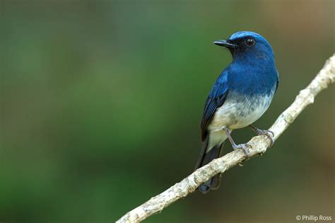 White Bellied Blue Flycatcher In Thattekad On A Bird Photography Tour