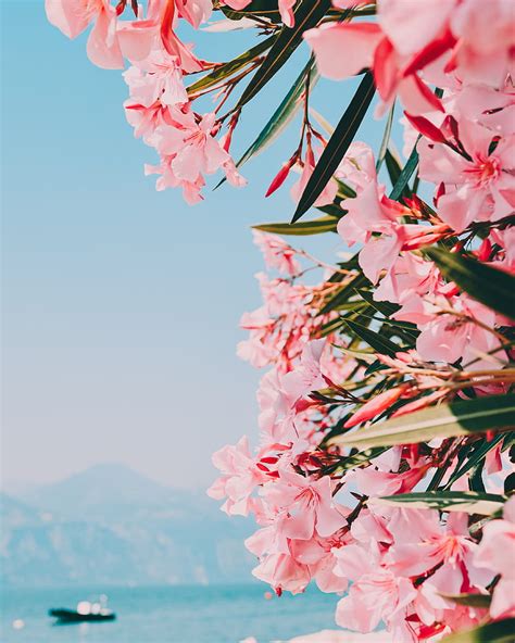 4k Free Download Oleander Flowers Pink Bloom Plant Hd Phone