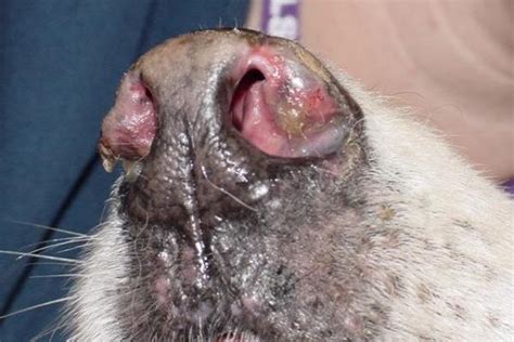 Quali sintomi possono far sospettare una miocardite? Lupus eritematoso discoide nel cane: sintomi, cause e cura