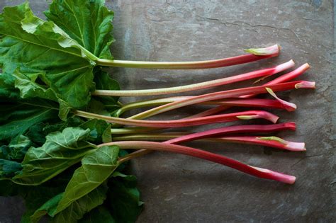 what is rhubarb and how do you cook it in 2021 how to cook rhubarb rhubarb freeze rhubarb