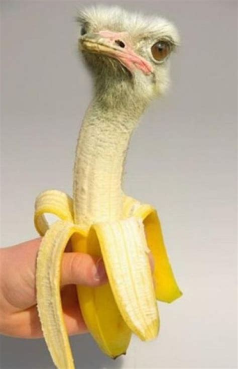 Ten Photoshopped Banana Animals That Might Put You Off Bananas