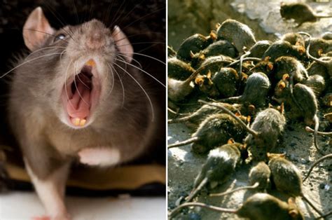 Uk Super Rat Invasion Mutant Rodents Resistant To Toxins Will Plague