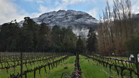Its Winter At Thelema Thelema Mountain Vineyards