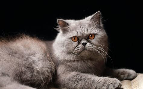 Katzenrassen Die 10 Beliebtesten Rassen Der Welt Fotos