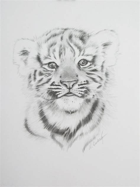 Картинки Карандашом Для Срисовки Легкие Тигры Картинки рисунки
